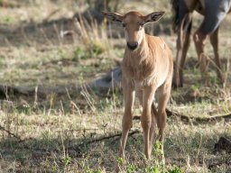 Bologonja_Seronera2009-35